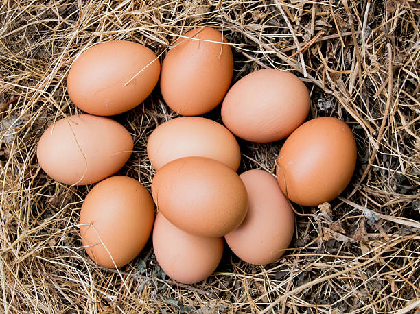 Chicken eggs in the grass dry